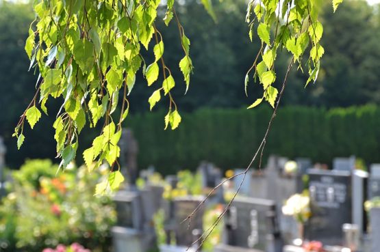 hojas de árbol